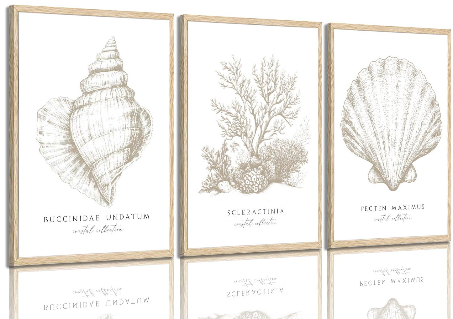 3 Pcs Beige White Set Seashell and Coral Wall Art Ocean Shell Canvas Wall Decor Pictures Neutral Beach Canvas Posters Prints for Living Room Bedroom Corridor Bathroom 12X16 in Unframed