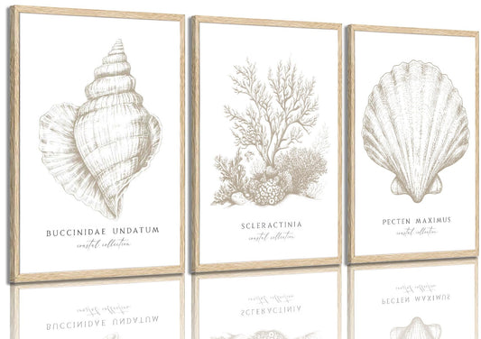 3 Pcs Beige White Set Seashell and Coral Wall Art Ocean Shell Canvas Wall Decor Pictures Neutral Beach Canvas Posters Prints for Living Room Bedroom Corridor Bathroom 12X16 in Unframed