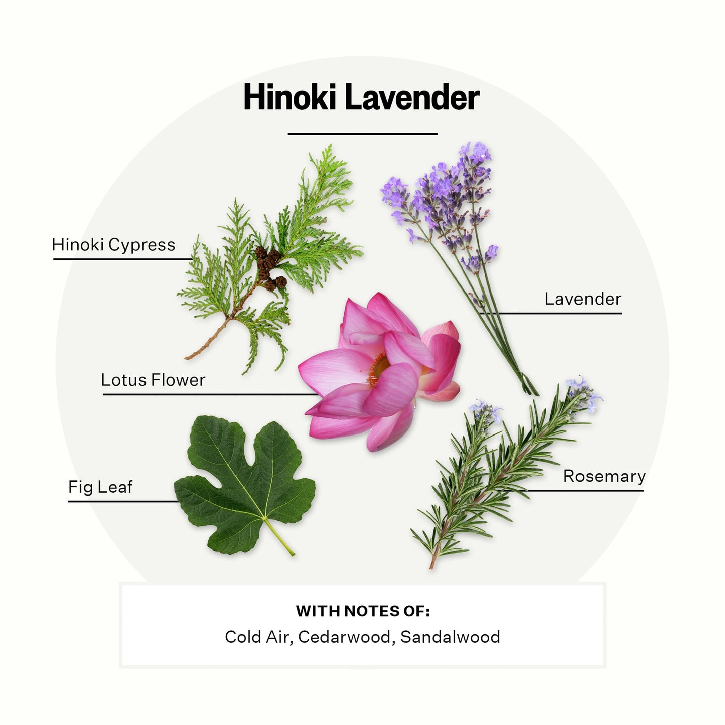 Apotheke Luxury Scented Reed Diffuser for Home, Hinoki Lavender - 6.7 Fl Oz Essential Oil Aromatherapy - 10 Rattan Scent Sticks Room Diffuser - Long-Lasting Fragrance for Bedroom, Home, Bathroom