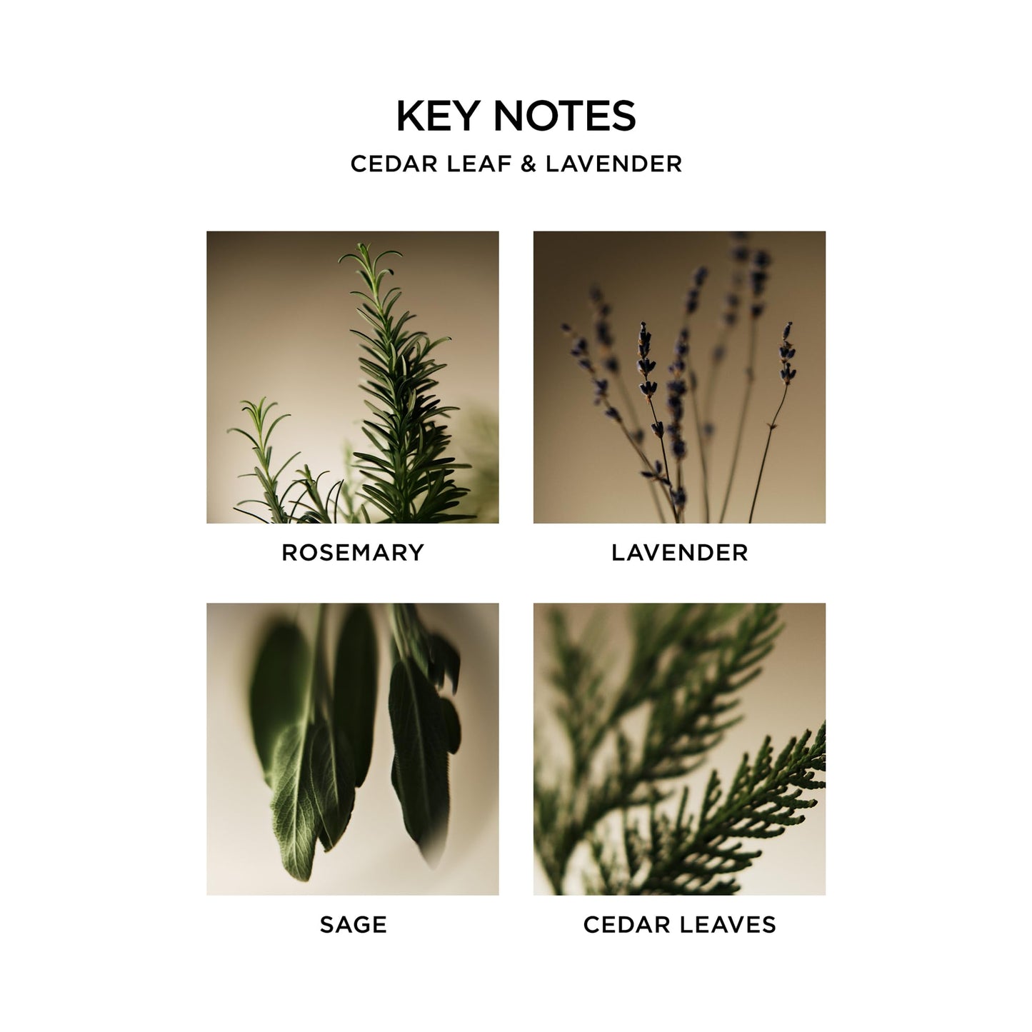 NEST New York Reed Diffuser, Cedar Leaf & Lavender - 5.9 fl oz - Fragrance for Up to 90 Days - Reusable, Refillable Glass Holder - Includes 8 All-Natural Reed Sticks - Flame Free
